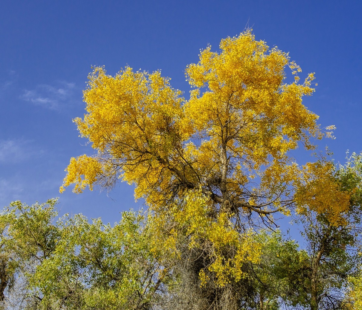 新疆旅拍（三）：塔里木胡杨林