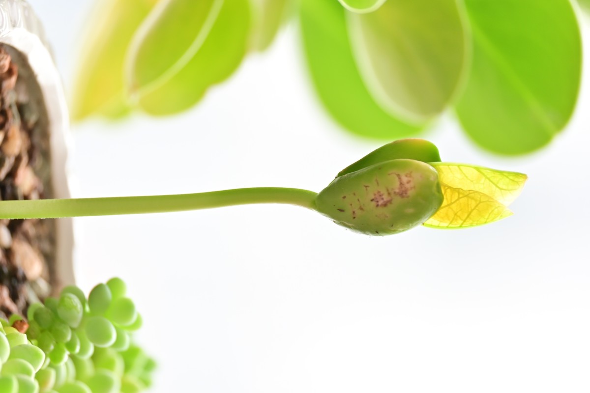 我家发芽茶树上有字