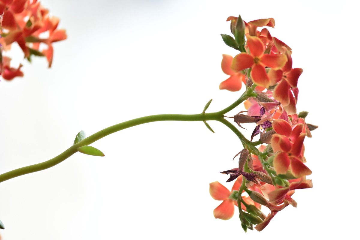 我家发芽茶树上有字