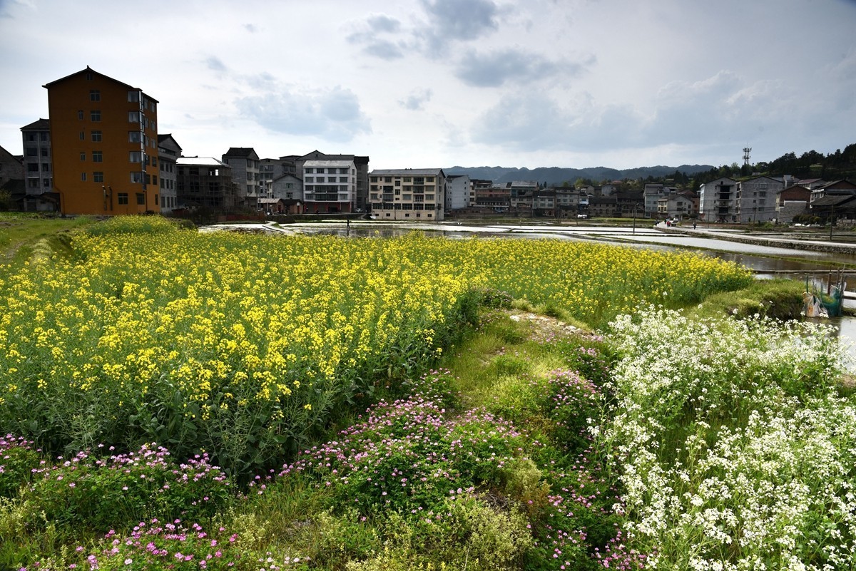 公路边的田园风光【贵州天柱县高酿镇】【2】