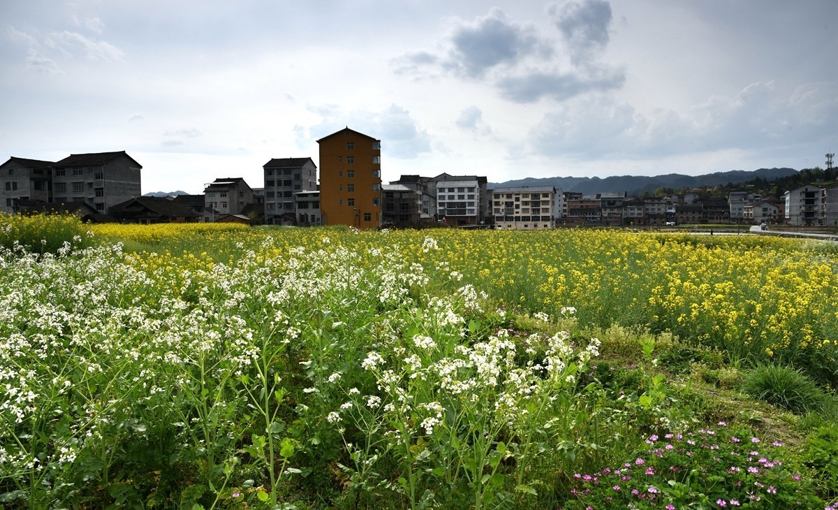 公路边的田园风光【贵州天柱县高酿镇】【2】