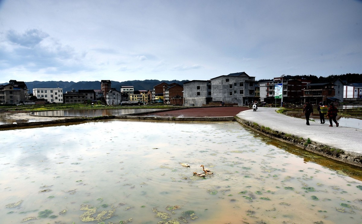 公路边的田园风光【贵州天柱县高酿镇】【2】