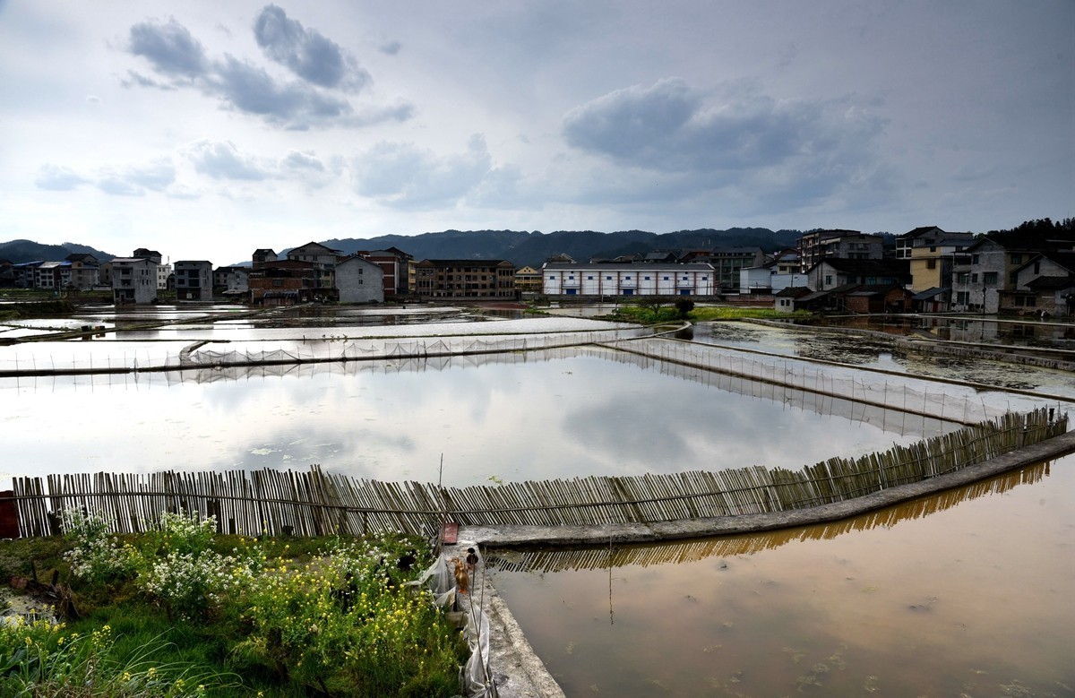 公路边的田园风光【贵州天柱县高酿镇】【4】