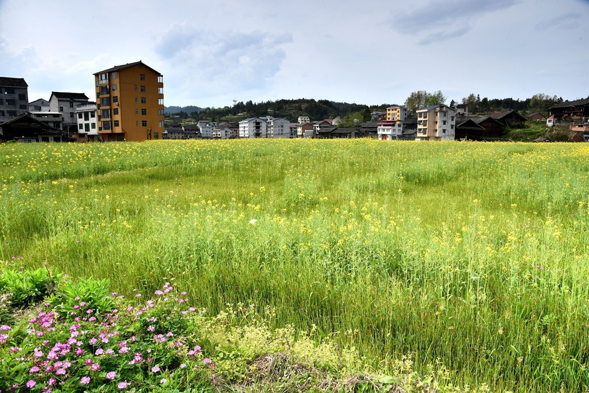 公路边的田园风光【贵州天柱县高酿镇】【4】