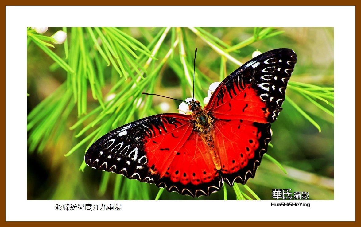 彩蝶纷呈度九九重阳——祝老朋友们节日快乐