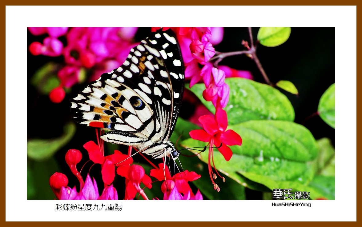 彩蝶纷呈度九九重阳——祝老朋友们节日快乐