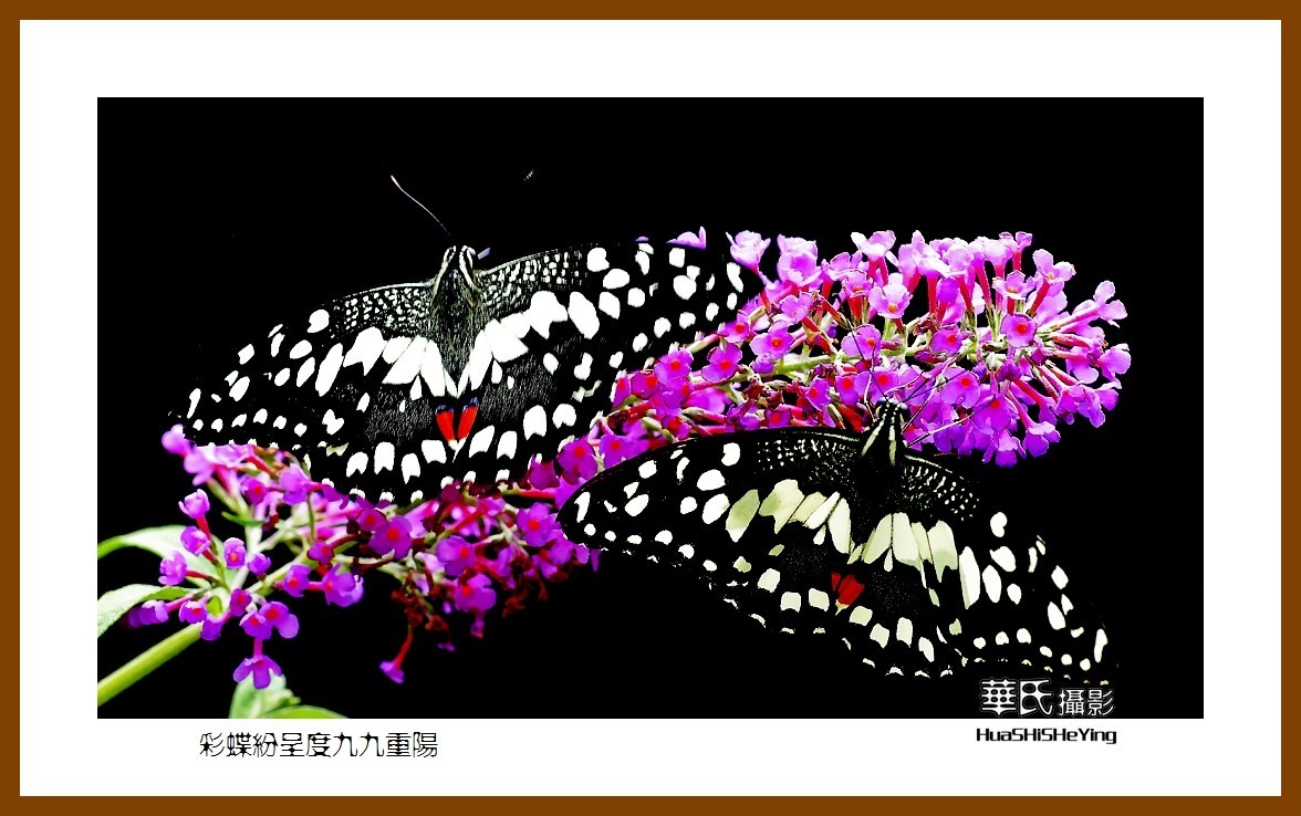 彩蝶纷呈度九九重阳——祝老朋友们节日快乐