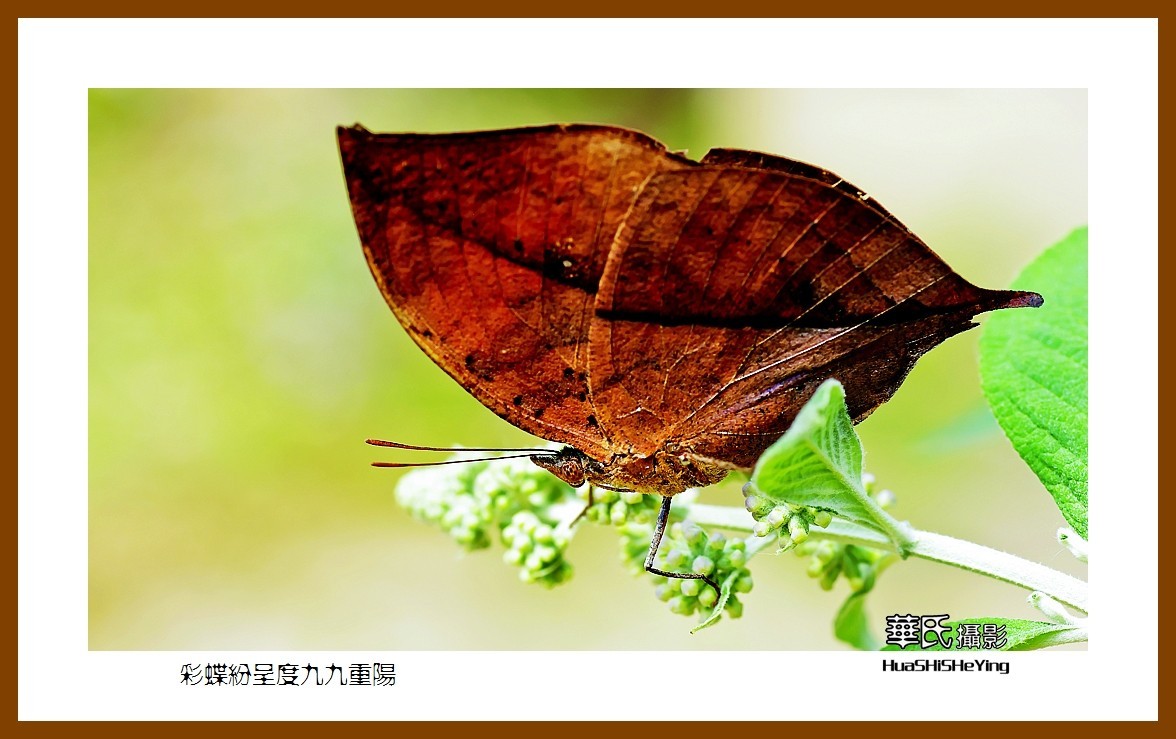 彩蝶纷呈度九九重阳——祝老朋友们节日快乐