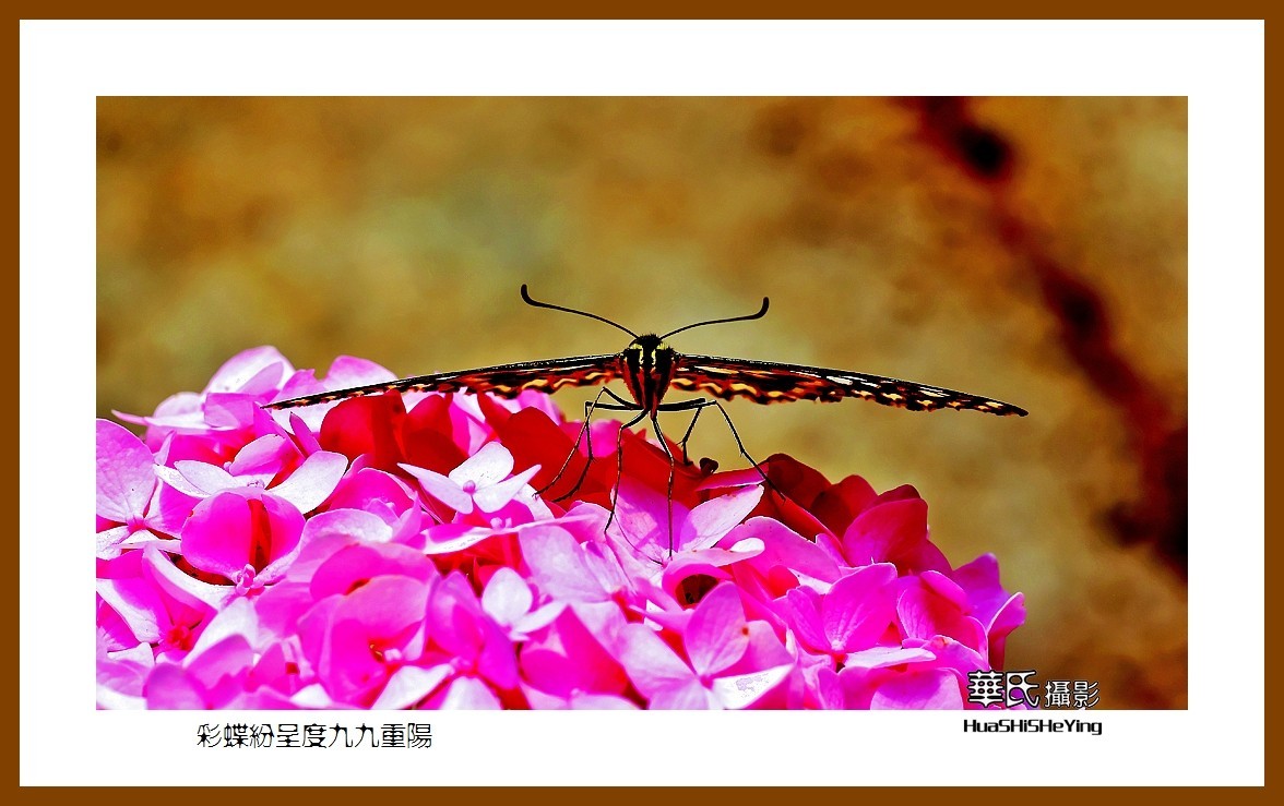 彩蝶纷呈度九九重阳——祝老朋友们节日快乐