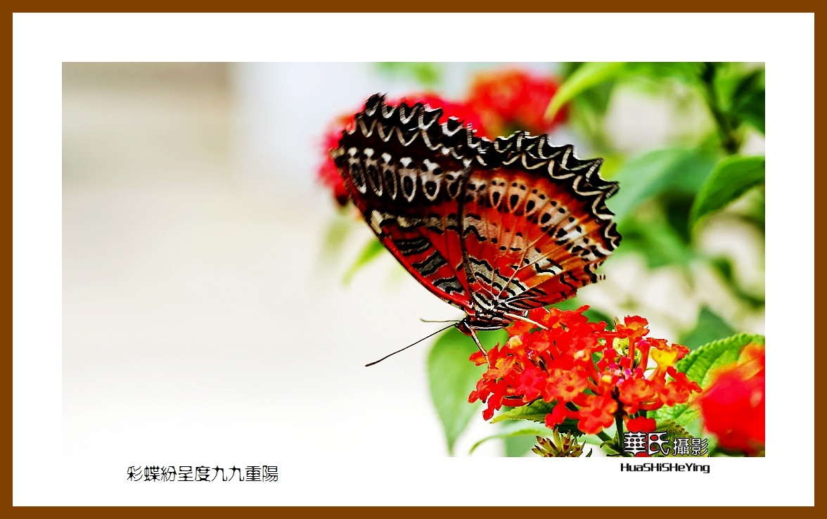 彩蝶纷呈度九九重阳——祝老朋友们节日快乐