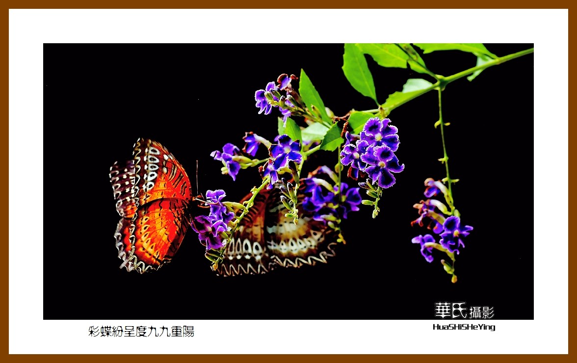 彩蝶纷呈度九九重阳——祝老朋友们节日快乐