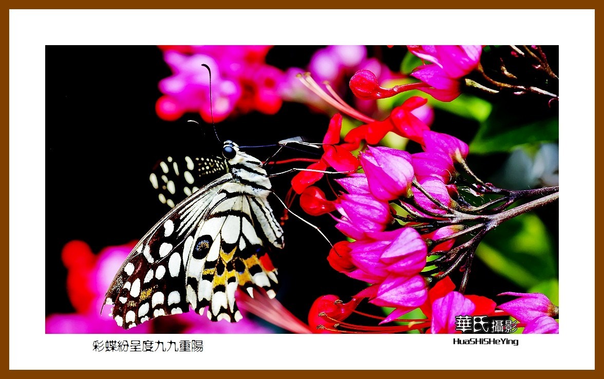 彩蝶纷呈度九九重阳——祝老朋友们节日快乐