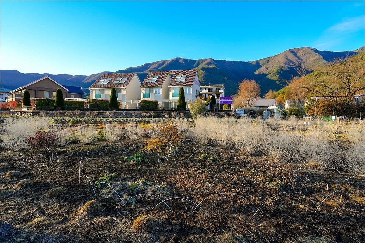 2024年第0934贴-富士山河口湖大石公园旅拍（1224）