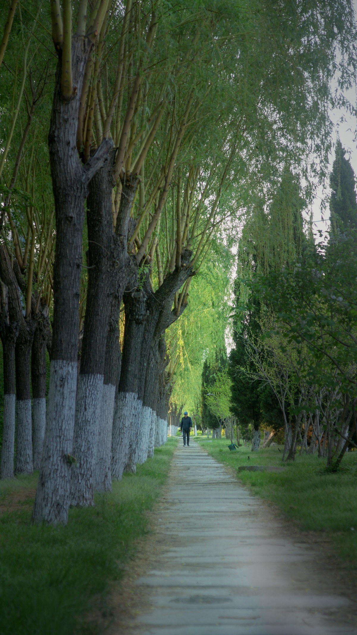 再看索尼a700（二）