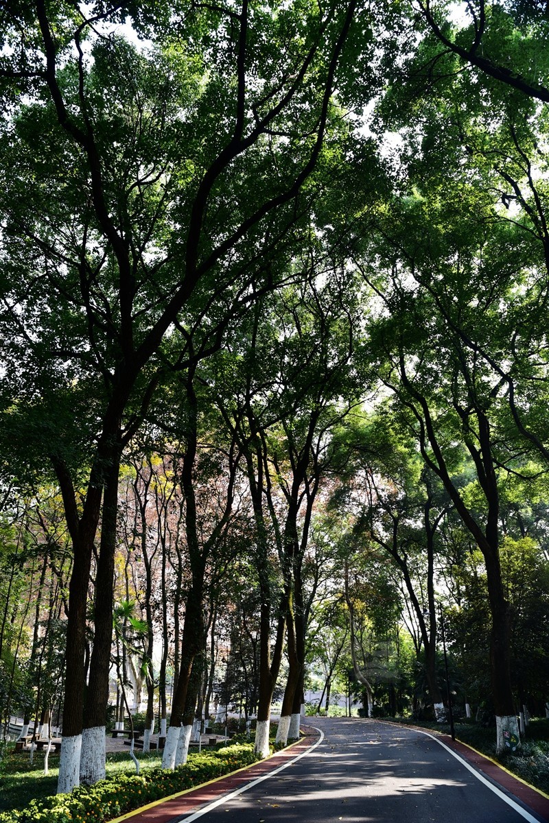 深秋漫步1*武汉植物园