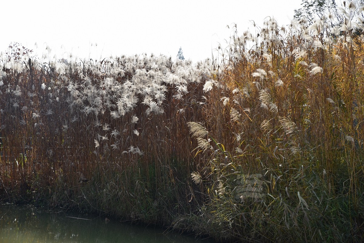 深秋漫步1*武汉植物园