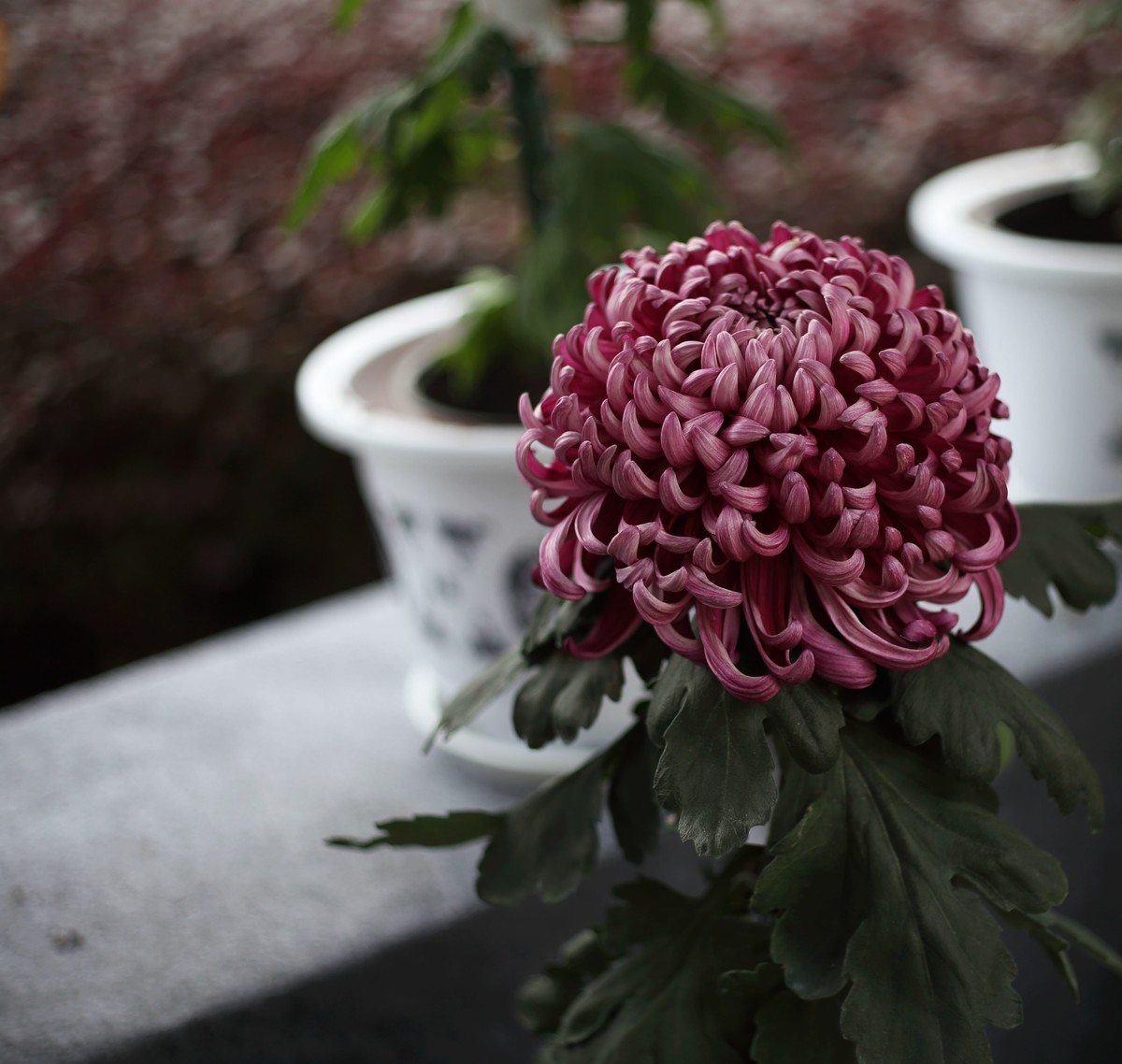 海尔标头拍菊展（与太苦玛标头比较一下）