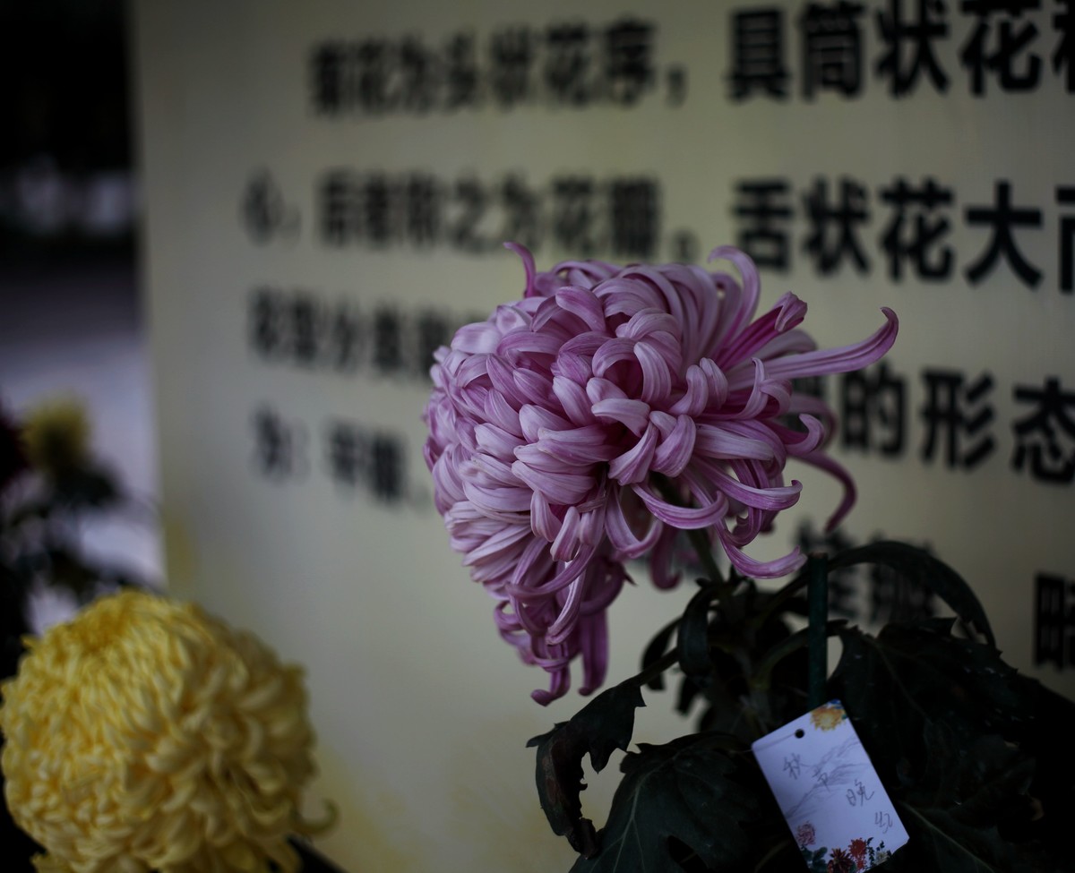 海尔标头拍菊展（与太苦玛标头比较一下）