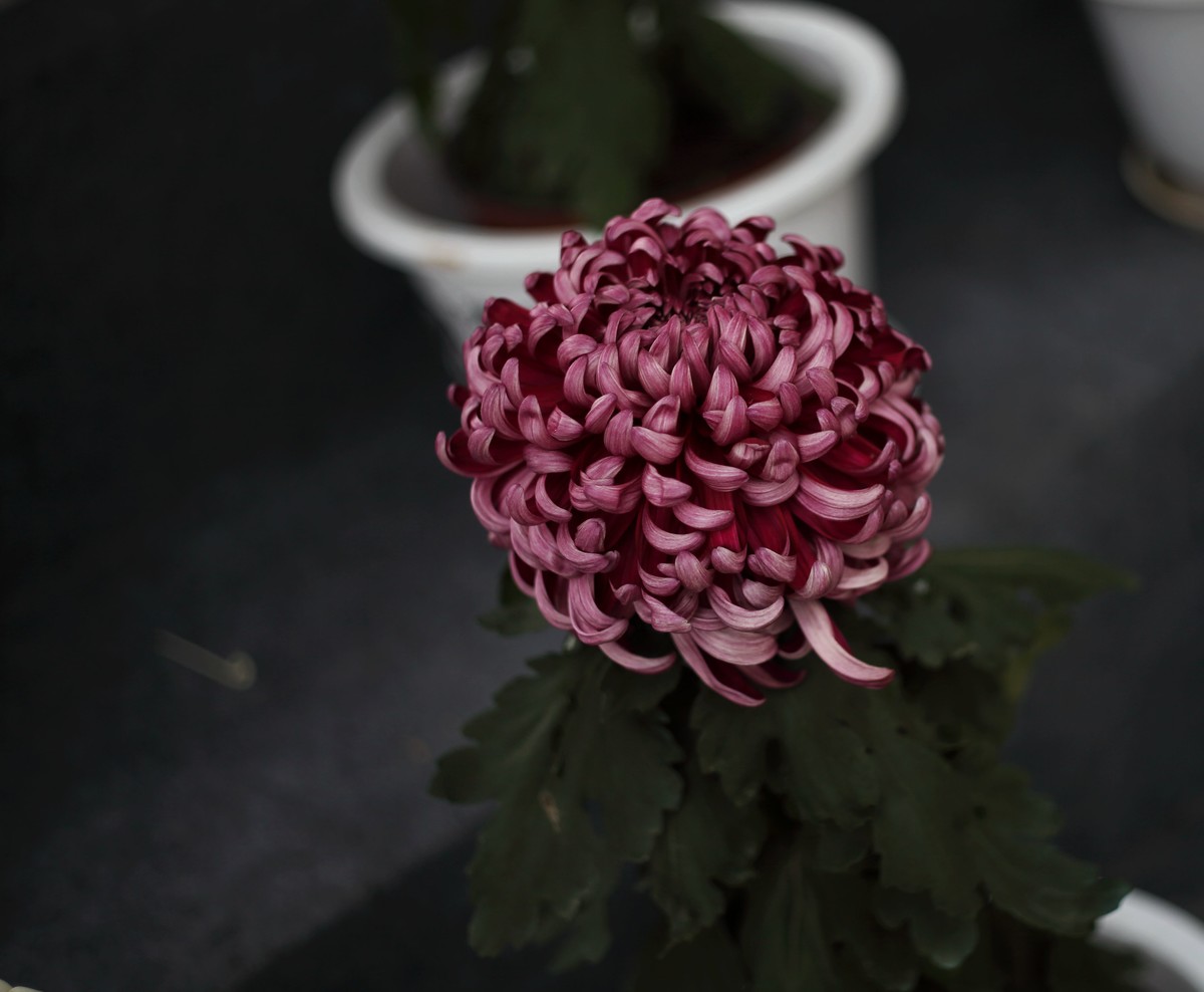 海尔标头拍菊展（与太苦玛标头比较一下）