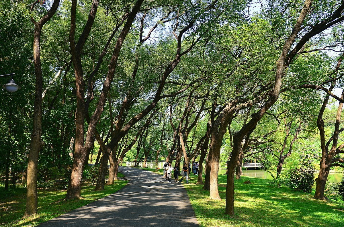 林荫漫步！