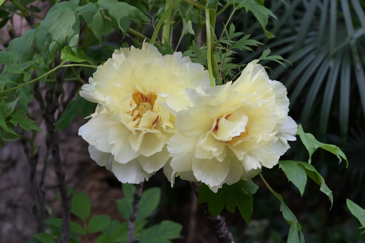 新入手尼康Z8加24—120试拍