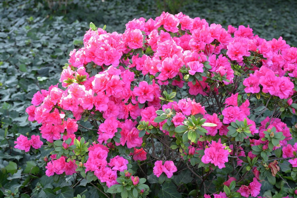 新入手尼康Z8加24—120试拍