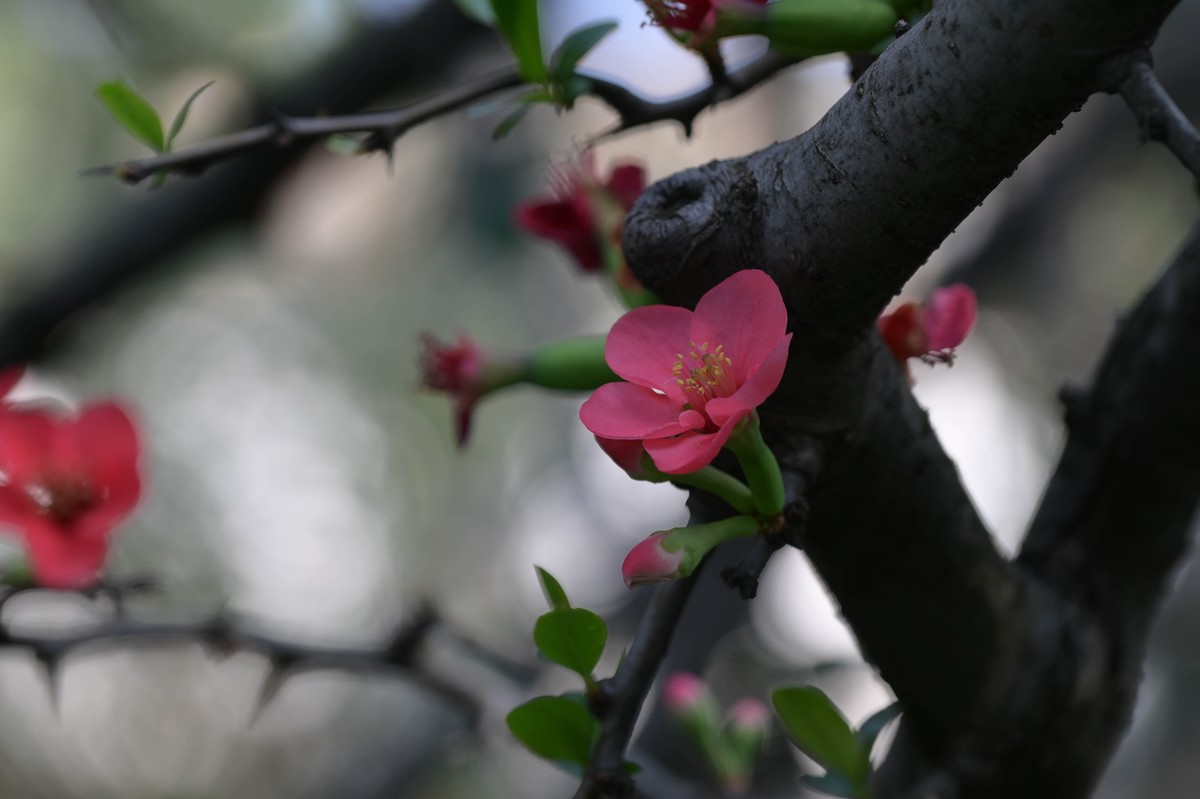 新入手尼康Z8加24—120试拍