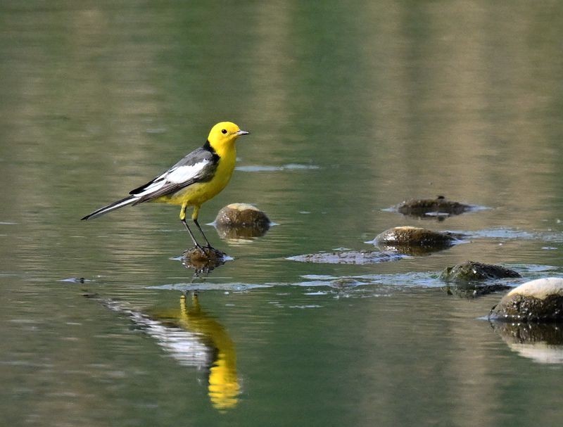 新人报到，敬请各位版主及各位老师关顾、指导。