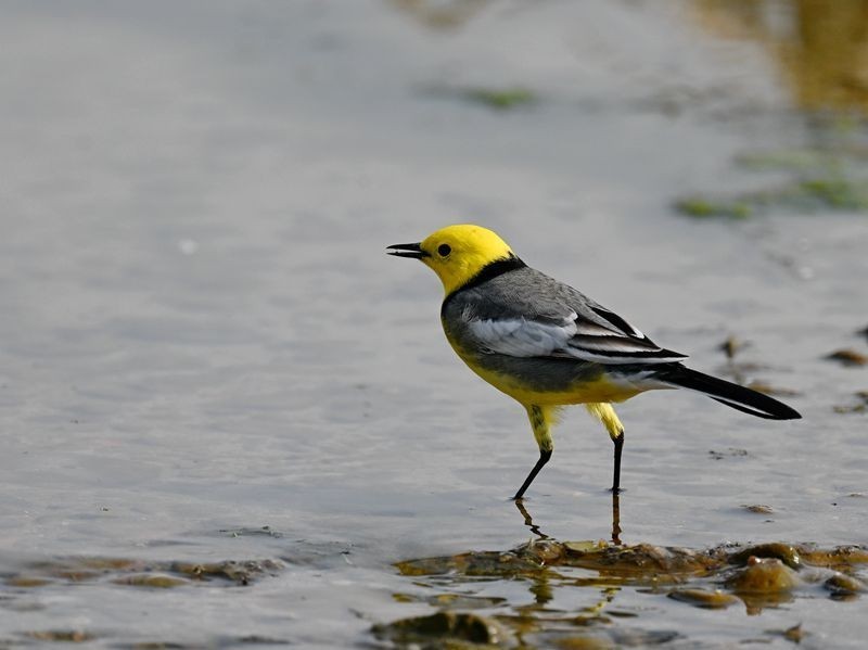 新人报到，敬请各位版主及各位老师关顾、指导。