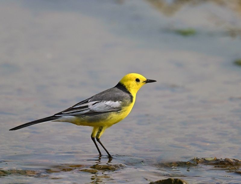 新人报到，敬请各位版主及各位老师关顾、指导。