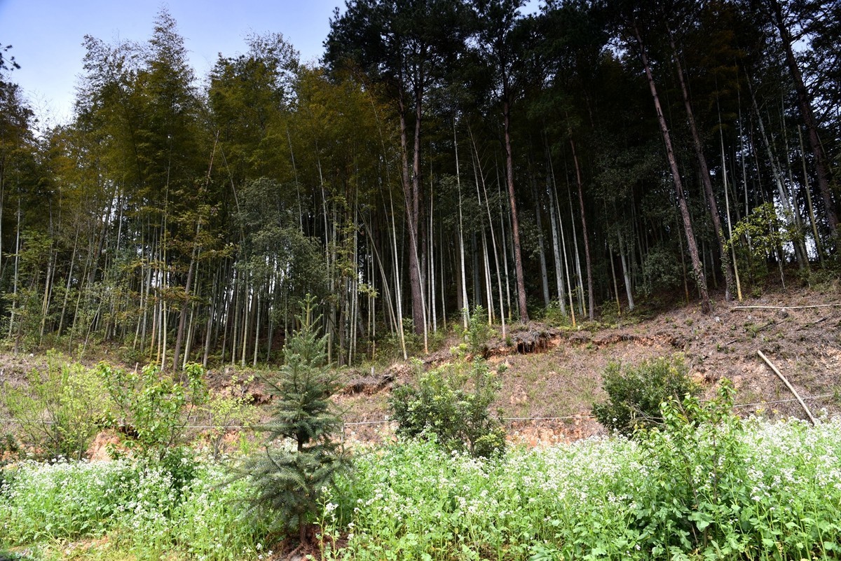 贵州从江至锦屏路途随拍【3】