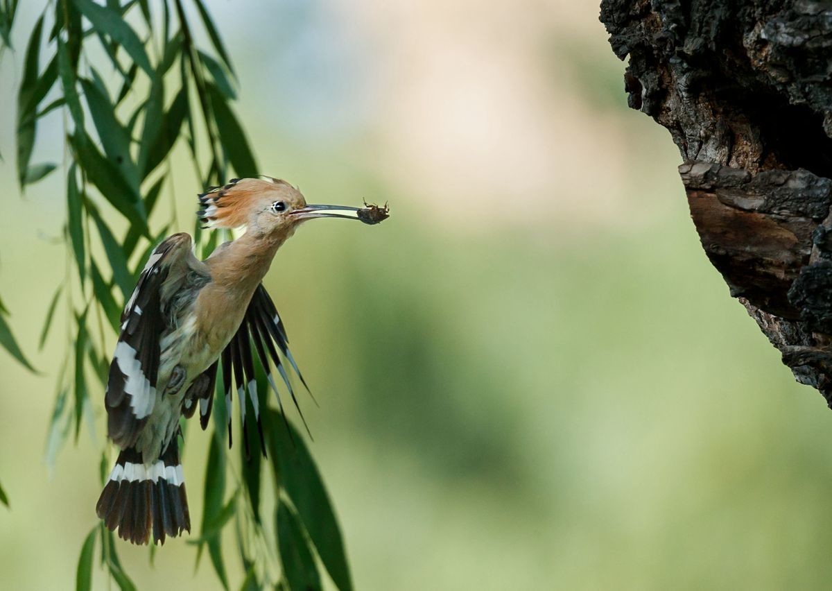 戴胜喂雏温馨一幕再现