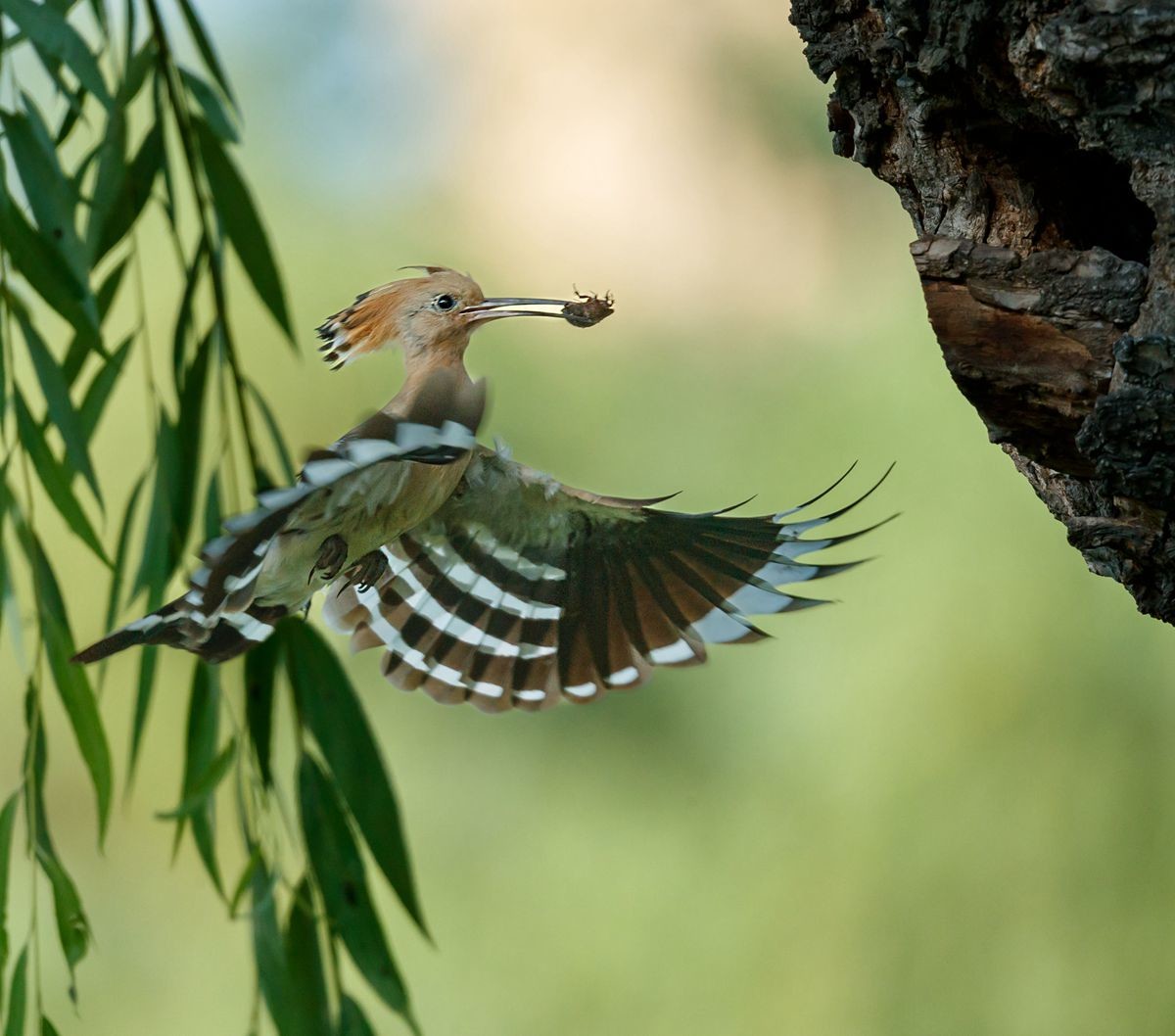 戴胜喂雏温馨一幕再现