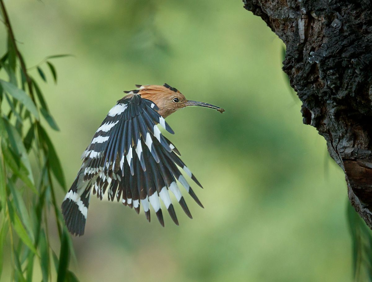 戴胜喂雏温馨一幕再现
