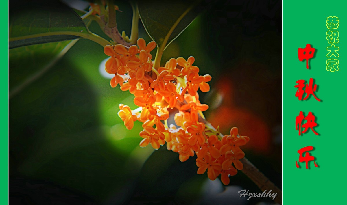 金桂飘香——中秋节快乐（2024238）