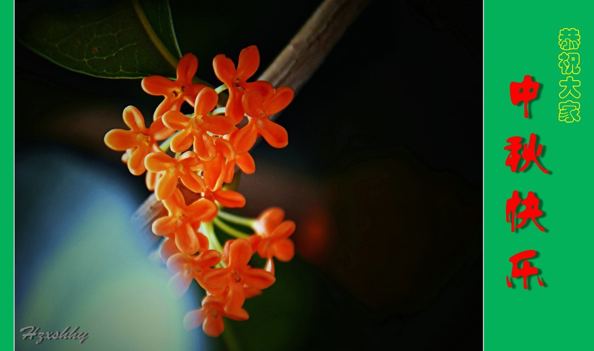 金桂飘香——中秋节快乐（2024238）