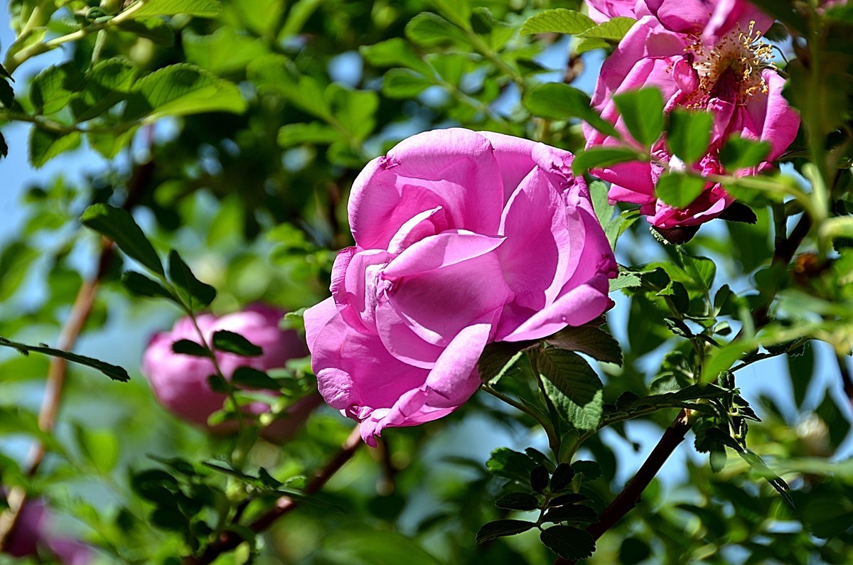 2024玫瑰花（28）