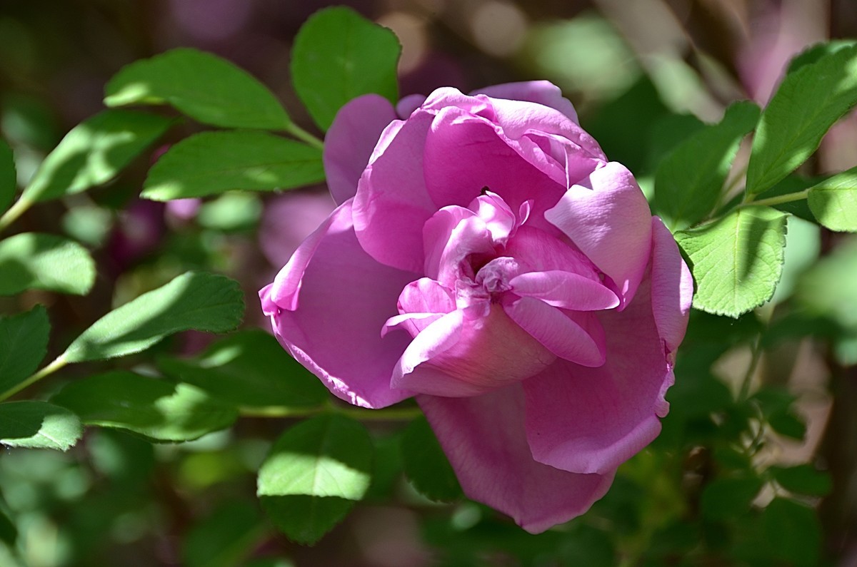 2024玫瑰花（28）