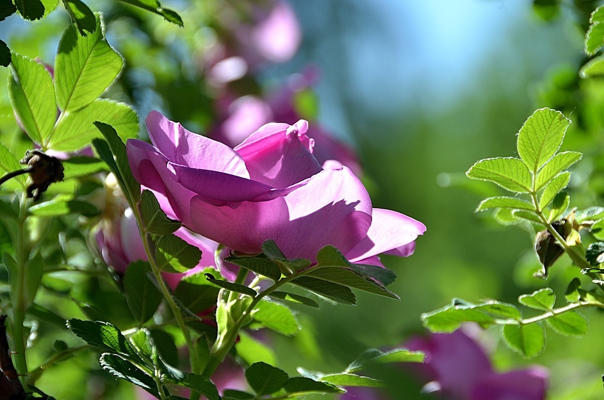 2024玫瑰花（28）