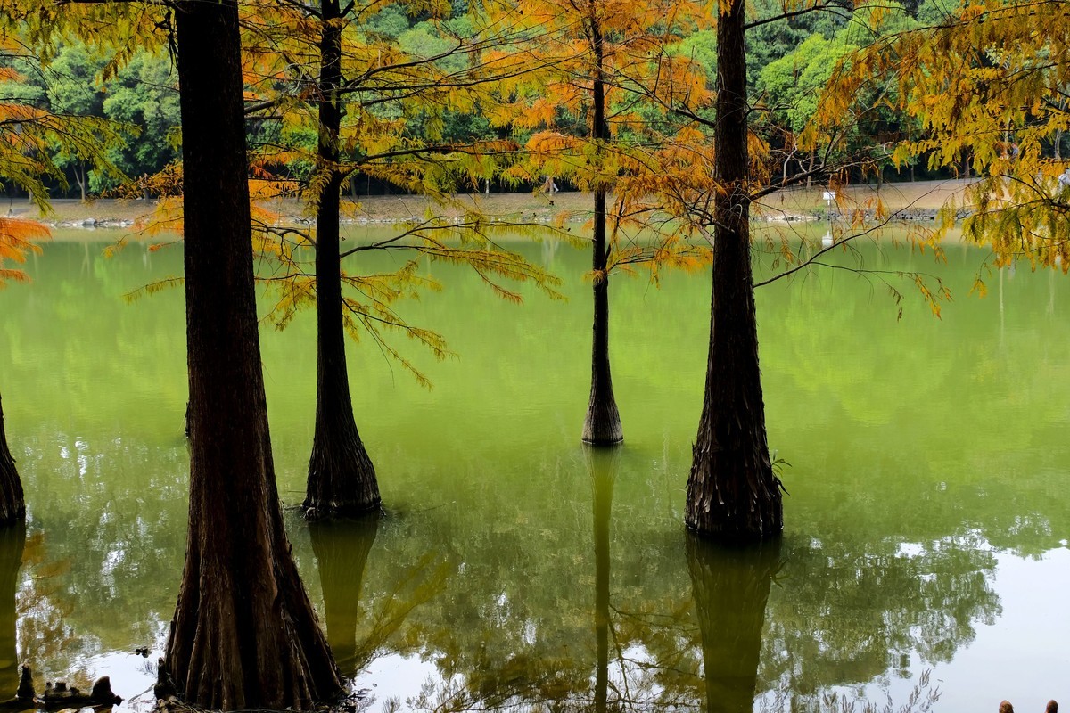 冬日落羽杉（二）