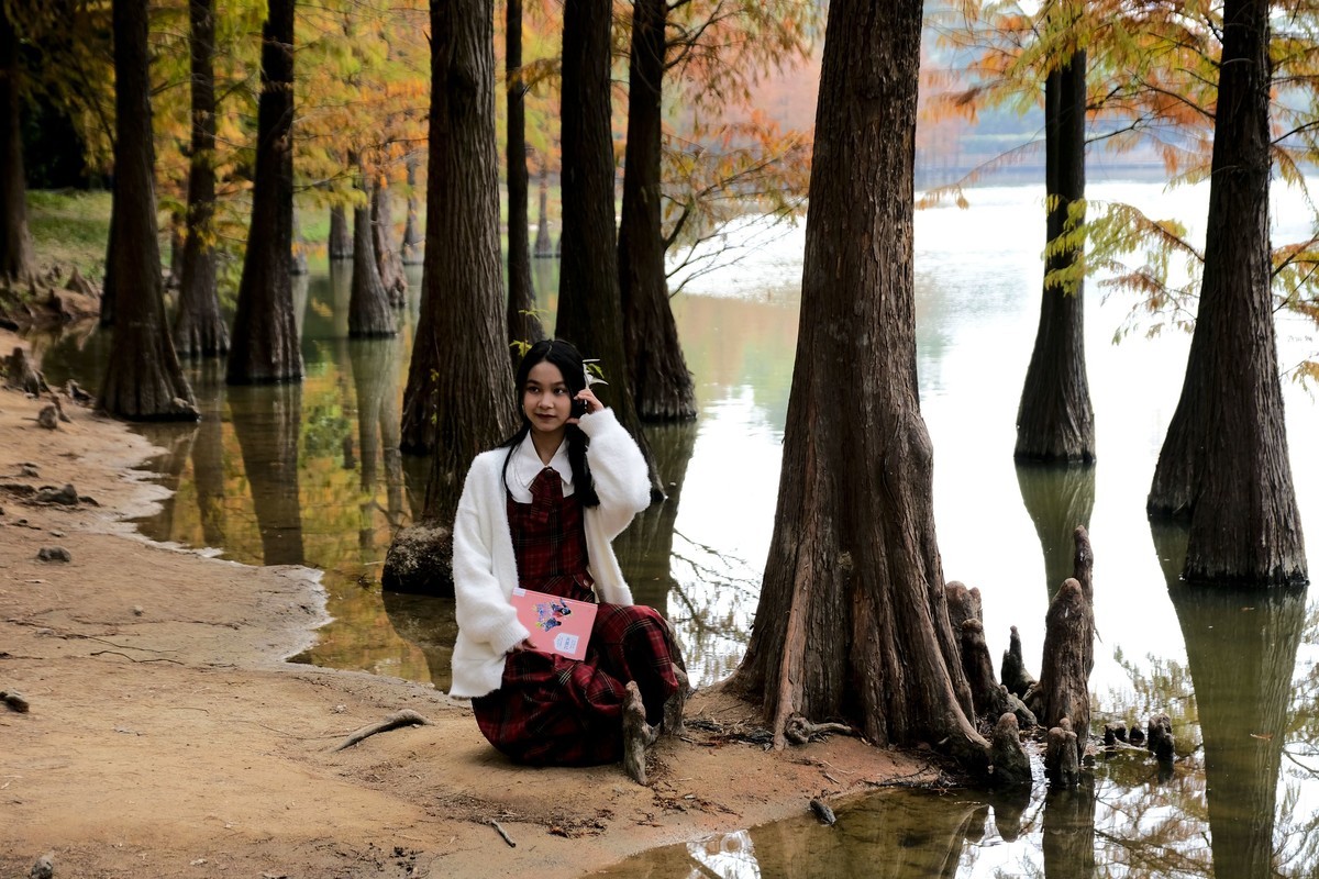 冬日落羽杉（二）