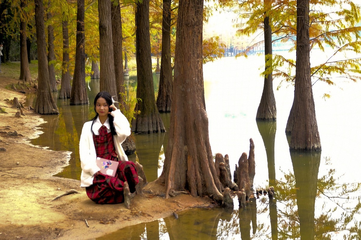 冬日落羽杉（二）