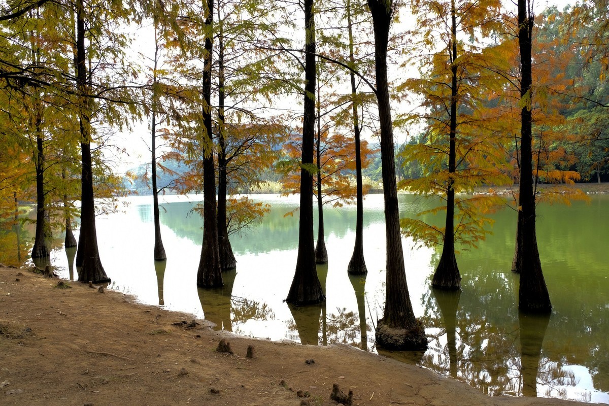 冬日落羽杉（二）