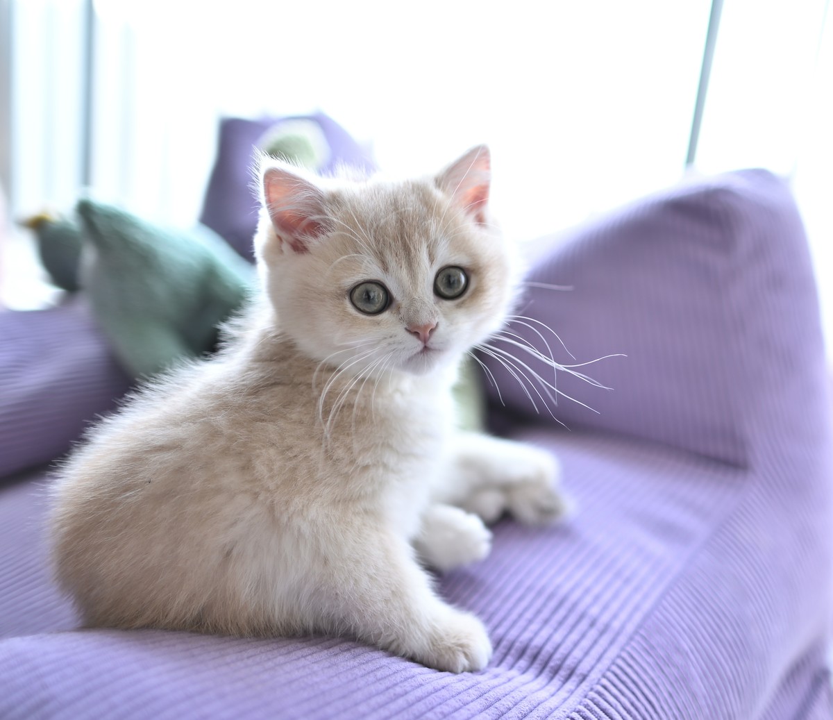 家里的小可爱（伍拾贰）