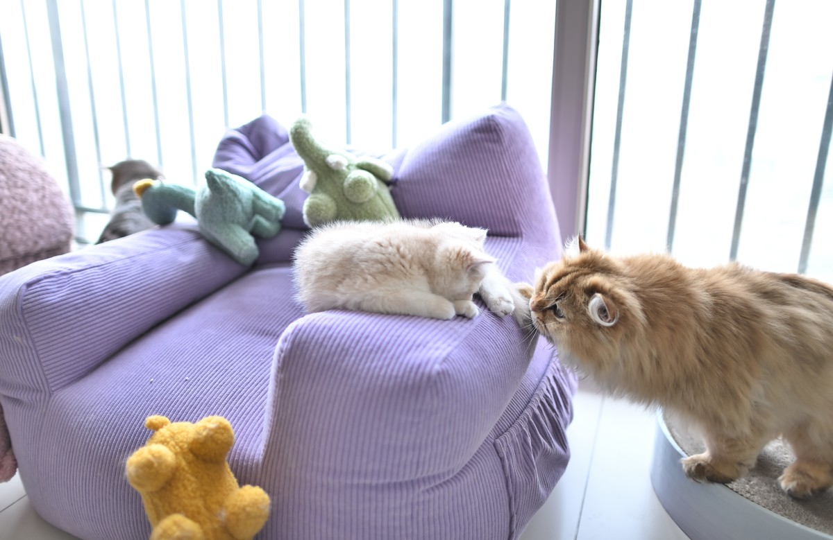 家里的小可爱（伍拾贰）