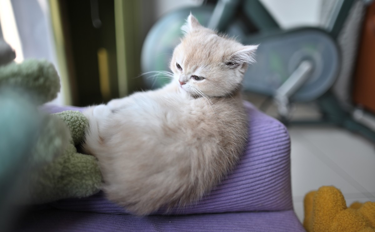 家里的小可爱（伍拾贰）