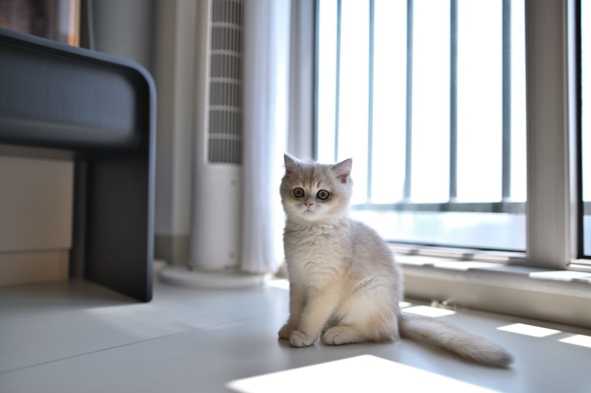 家里的小可爱（伍拾贰）