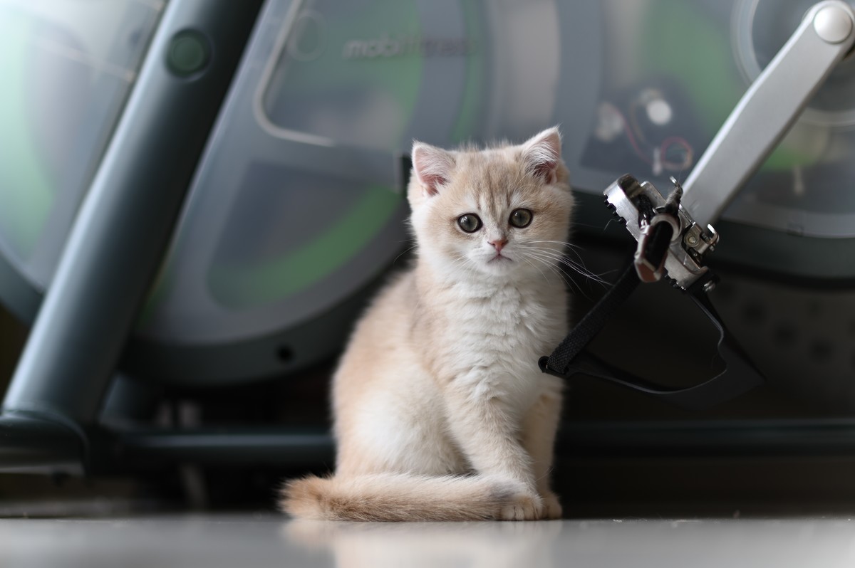 家里的小可爱（伍拾贰）