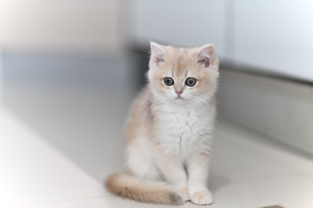 家里的小可爱（伍拾贰）