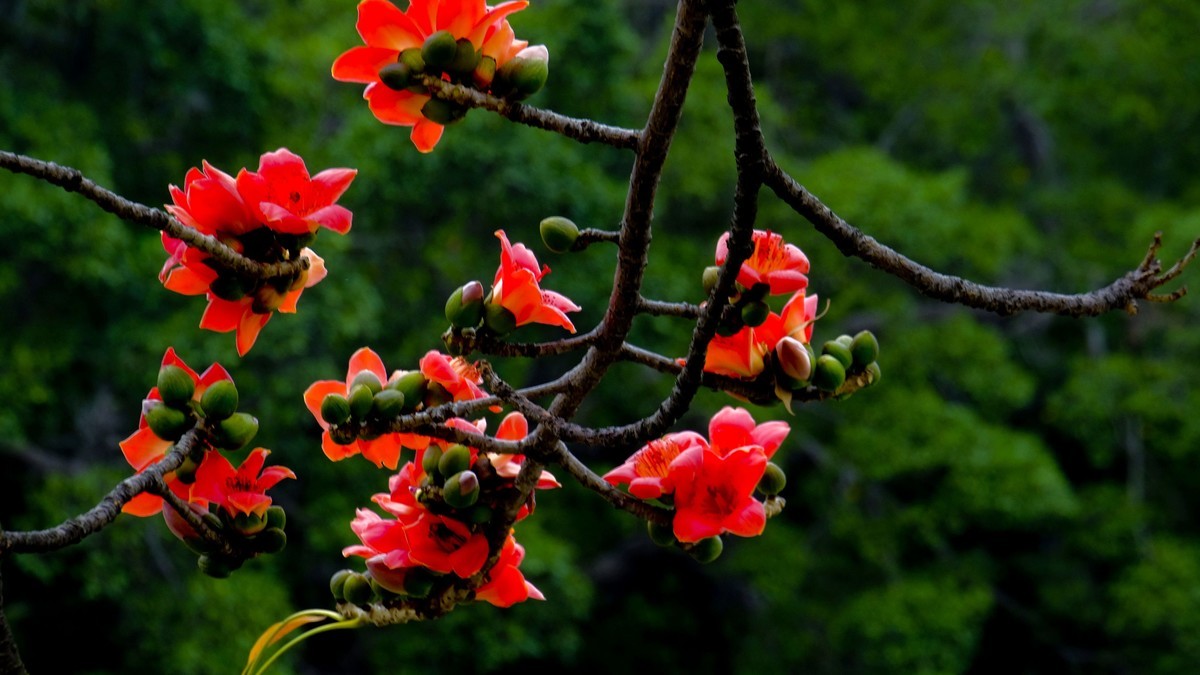 木棉花（二）